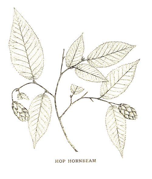 HOP HORNBEAM