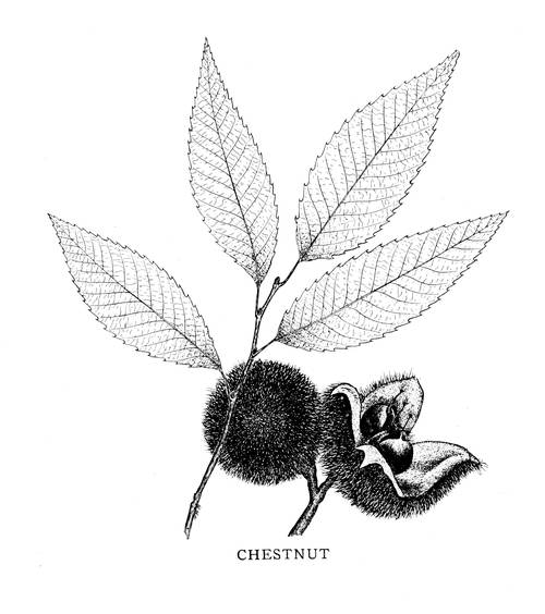  CHESTNUT