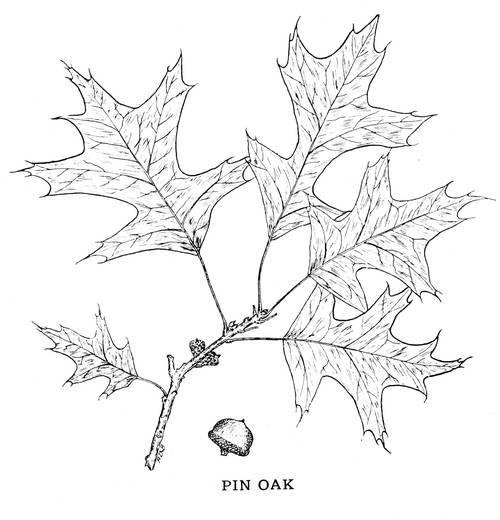 PIN OAK