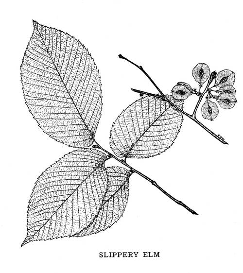 SLIPPERY ELM