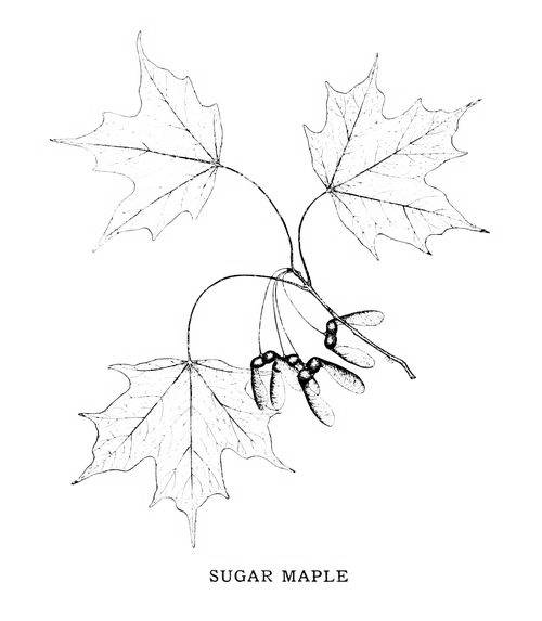 SUGAR MAPLE