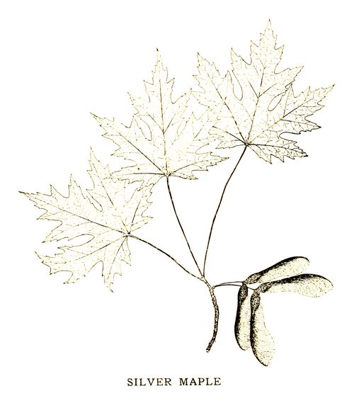 SILVER MAPLE