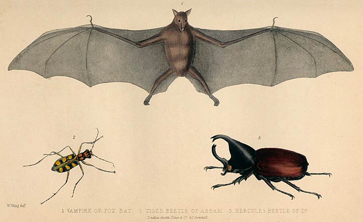 1. VAMPIRE OR FOX BAT. 2. TIGER BEETLE OF ASSAM. 3. HERCULES BEETLE OF Do.