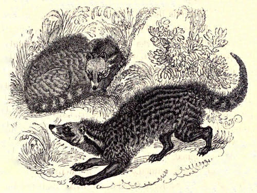 Two civets