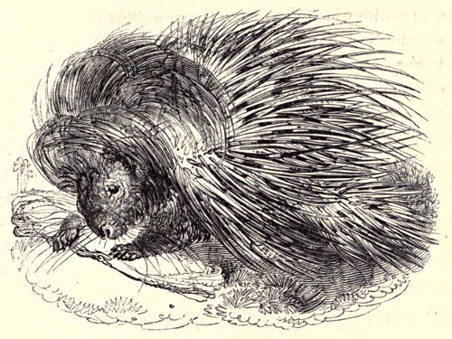 Porcupine