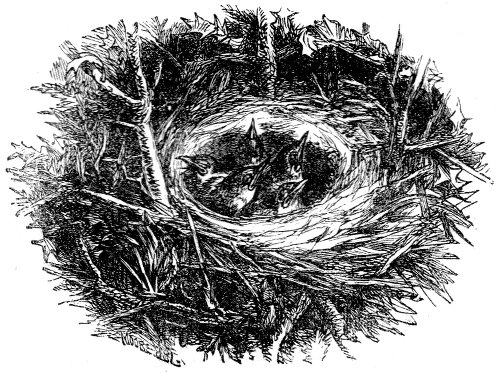 Chicks in nest