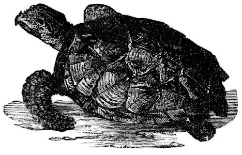 Turtle