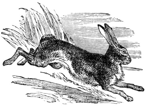 Hare