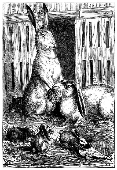 Rabbits