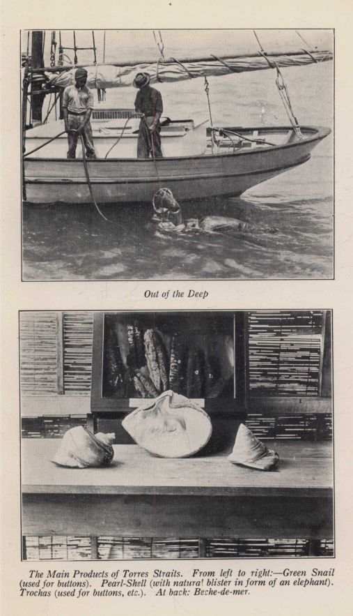 *Out of the Deep; The Main Products of Torres Straits.  From left to right:—Green Snail (used for buttons). Pearl-Shell (with natural blister in form of an elephant). Trochas (used for buttons, etc.).  At back: Beche-de-mer.*