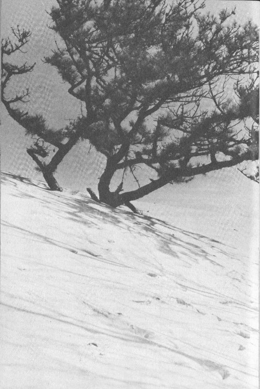 Tree-topped dune.