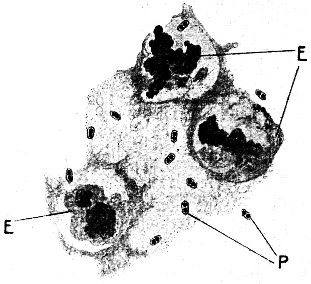 Abb. 31