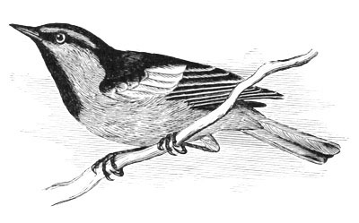 Illustration: Icterus bullocki