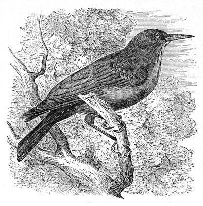 Illustration: Gymnokitta cyanocephala