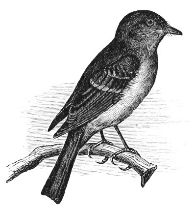 Illustration: Empidonax pusillus