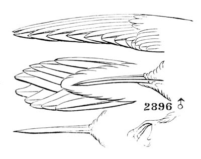 Illustration: Selasphorus rufus