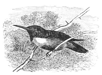 Illustration: Selasphorus rufus