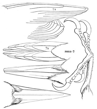 Illustration: Campephilus principalis