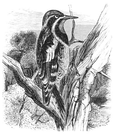 Illustration: Sphyropicus varius