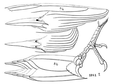 Illustration: Colaptes auratus.