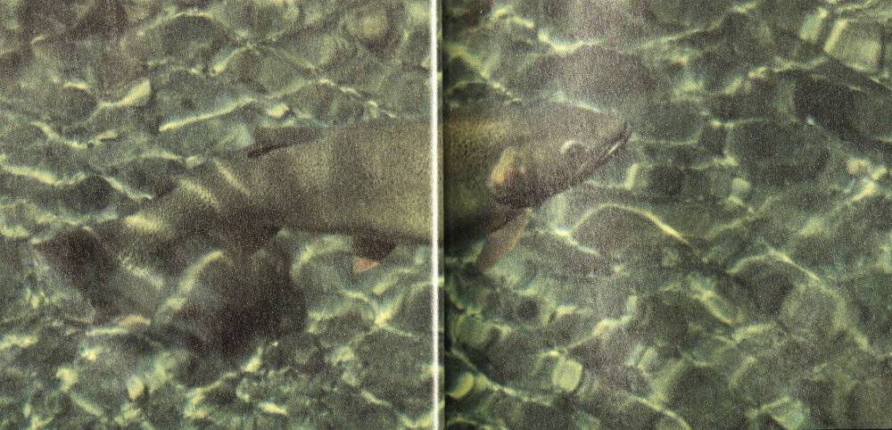 Trout in shallow water.