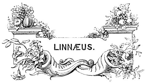 LINNÆUS.