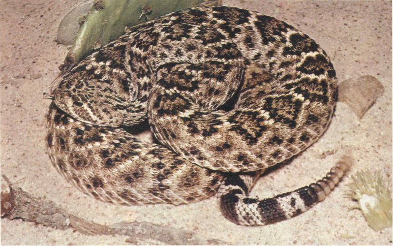 WESTERN DIAMONDBACK RATTLESNAKE