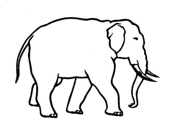 elephant