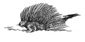 Porcupine