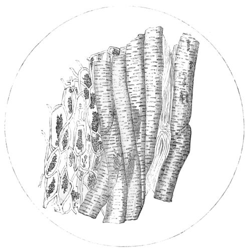 Plate 10.  Fragment of Roasted Chicory.