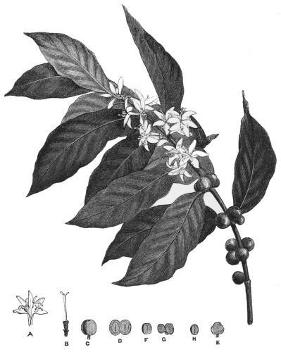 Plate 1.—A Branch of Coffea Arabica, with Berries and Flowers.