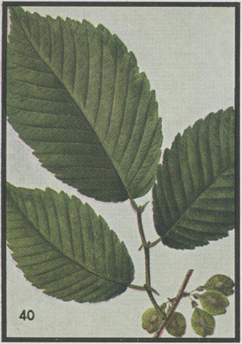 Slippery Elm