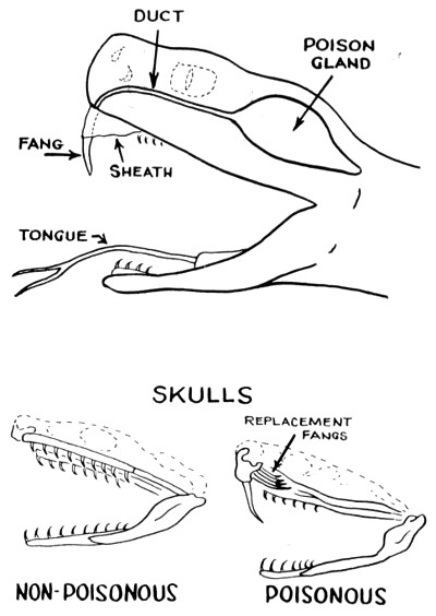 Skulls