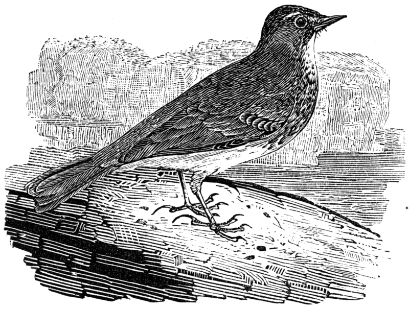 ROCK PIPIT