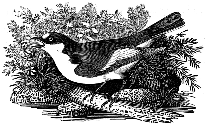 PIED FLYCATCHER