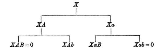 dichotomal division