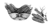 Basket and ears of corn