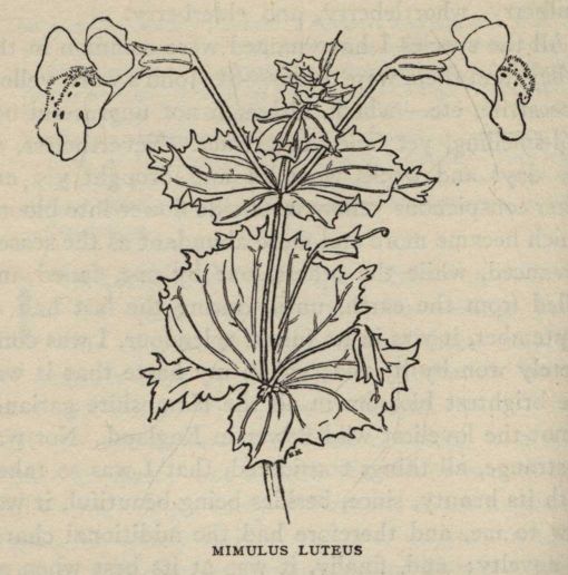 MIMULUS LUTEUS