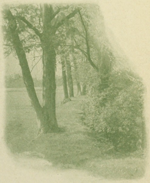 meadow along the bank