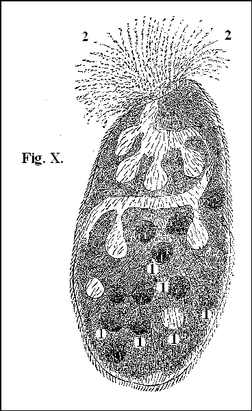 Fig. X.