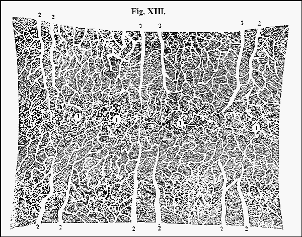 Fig. XIII.