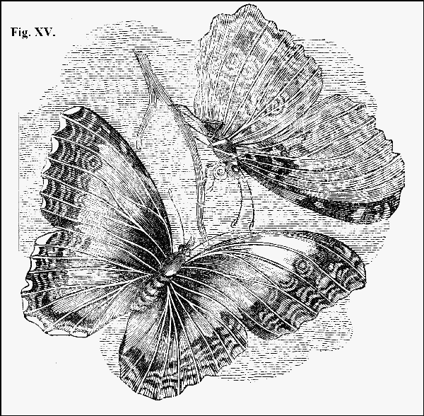 Fig. XV.