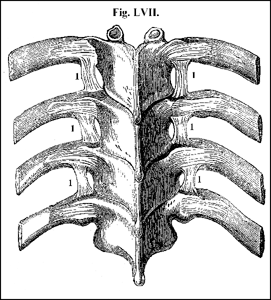 Fig. LVII.