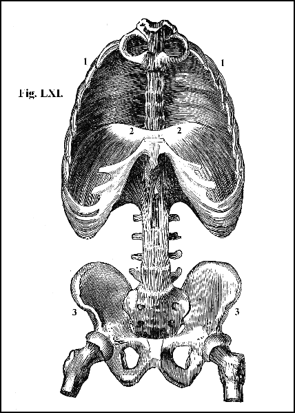 Fig. LXI.