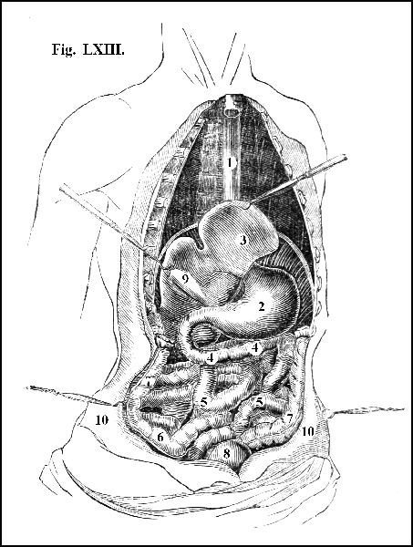 Fig. LXIII.