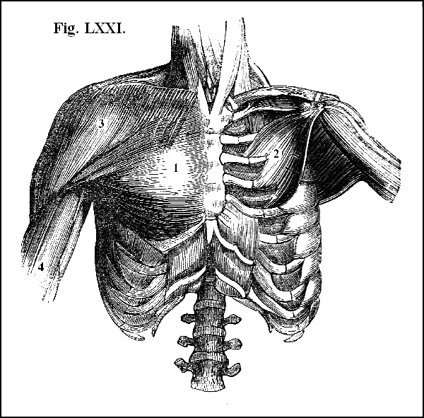 Fig. LXXI.