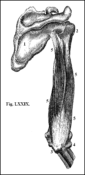 Fig. LXXIX.