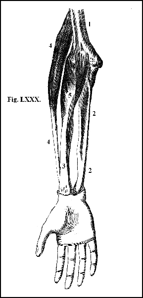 Fig. LXXX.