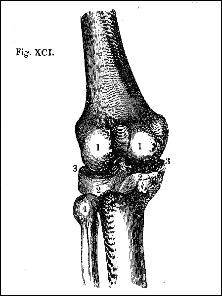 Fig. XCI.