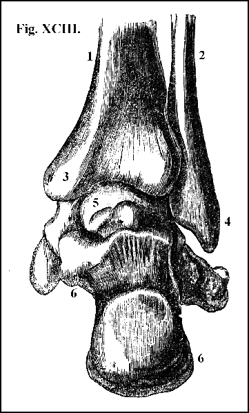 Fig. XCIII.